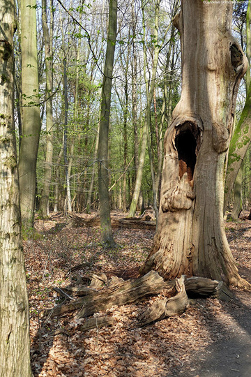 Foto aus dem Landschaftsschutzgebiet Bentheimer Wald