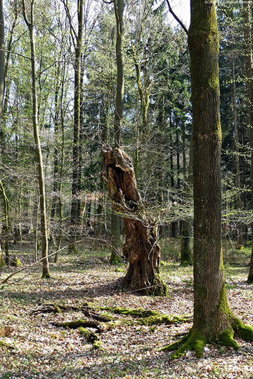 Foto aus dem Landschaftsschutzgebiet Bentheimer Wald