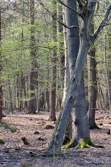 Foto aus dem Landschaftsschutzgebiet Bentheimer Wald