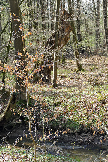 Foto aus dem Landschaftsschutzgebiet Bentheimer Wald