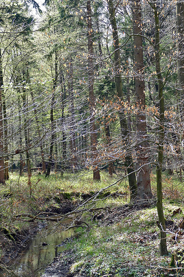 Foto aus dem Landschaftsschutzgebiet Bentheimer Wald