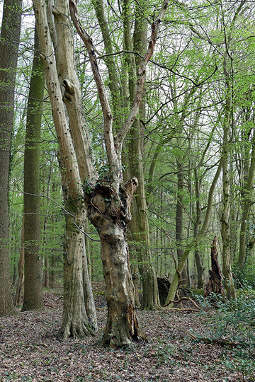 Foto aus dem Landschaftsschutzgebiet Bentheimer Wald