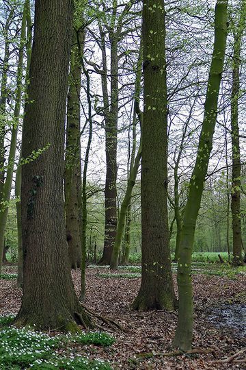 Foto aus dem Landschaftsschutzgebiet Bentheimer Wald