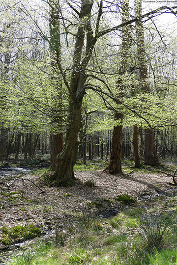 Foto aus dem Landschaftsschutzgebiet Bentheimer Wald