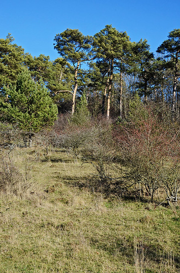 Foto aus dem Naturschutzgebiet Osterberg
