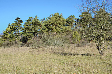 Foto aus dem Naturschutzgebiet Osterberg