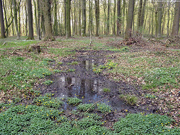 Foto aus dem Landschaftsschutzgebiet Samerrott