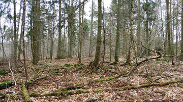 Foto aus dem Landschaftsschutzgebiet Münchehägener Forst