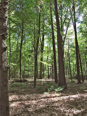 Foto aus dem Landschaftsschutzgebiet Münchehägener Forst