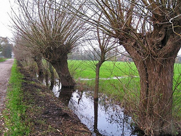 Foto aus dem Landschaftsschutzgebiet "Bywisch-Hullen-Schohasbergen"