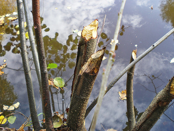 Foto aus dem Naturschutzgebiet "Allertal im städtischen Bereich von Gifhorn"