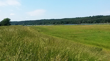 Foto aus dem Naturschutzgebiet "Elbeniederung von Hohnstorf bis Artlenburg"