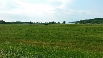 Foto aus dem Naturschutzgebiet "Elbeniederung von Hohnstorf bis Artlenburg"