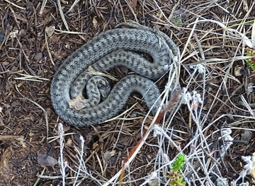 Schlingnatter im Otternhagener Moor