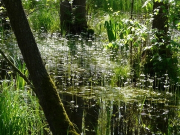 Foto aus dem Naturschutzgebiet Blütlinger Holz