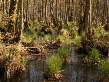 Foto aus dem Naturschutzgebiet Blütlinger Holz