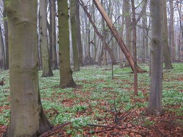 Foto aus dem Naturschutzgebiet Hämelner Wald und Sohrwiesen