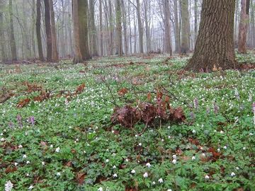 Foto aus dem Naturschutzgebiet Hämelner Wald und Sohrwiesen