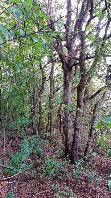 Foto aus dem Naturschutzgebiet Eichenkrattwälder bei Berensch