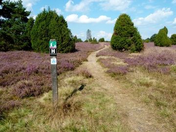 Foto aus dem Naturschutzgebiet Südheide