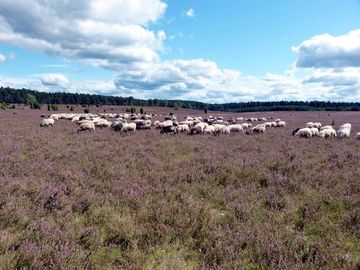 Heidepflege durch Hüteschäferei - Foto aus dem Naturschutzgebiet Südheide