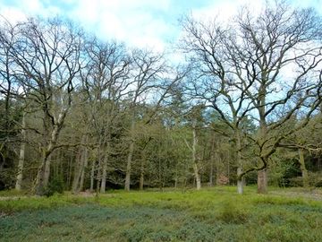 Foto aus dem Naturschutzgebiet Südheide