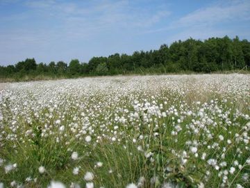 Foto aus dem Naturschutzgebiet Hahnenmoor