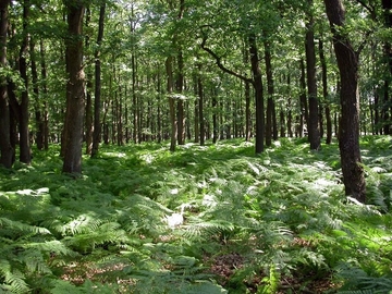 LRT 9190 - Alte bodensaure Eichenwälder auf Sandböden mit Stieleiche, hier mit Adlerfarn (Pteridium aquilinum) im Unterwuchs