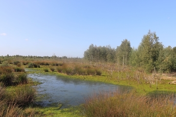 LRT 91D0 - Moorwald (rechts im Bild)