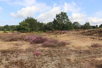 LRT 2310 - Sandheiden mit Besenheide und Ginster auf Binnendünen und 2330 - Offene Grasflächen mit Silbergras und Straußgras auf Binnendünen