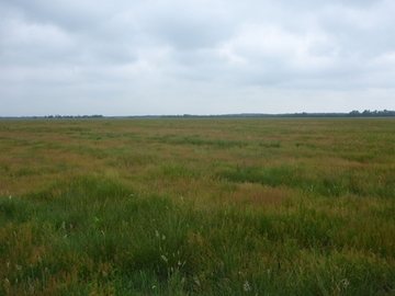 Freistätter Moor