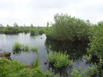 Freistätter Moor - Stillgewässer in wiedervernässtem Torfstich