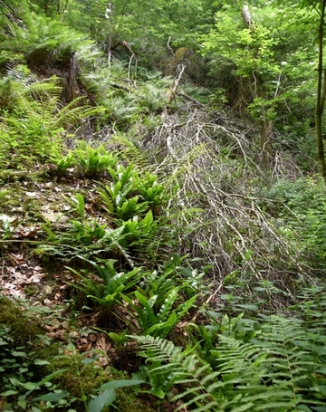 Ausgedehnte Hirschzungenfarnbestände im Steinbruchgelände