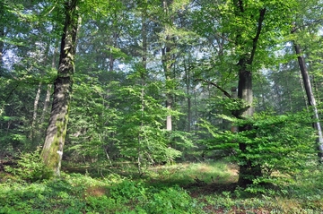 Landschaftsschutzgebiet Toutoburger Wald, Kleiner Berg