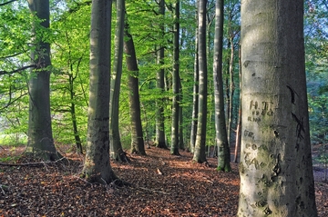 Landschaftsschutzgebiet Toutoburger Wald, Kleiner Berg