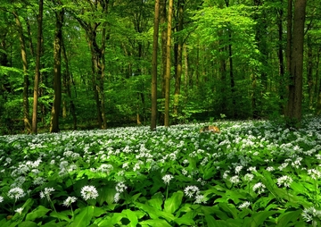 Landschaftsschutzgebiet Toutoburger Wald, Kleiner Berg