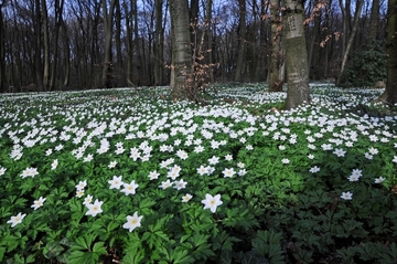 Landschaftsschutzgebiet Toutoburger Wald, Kleiner Berg