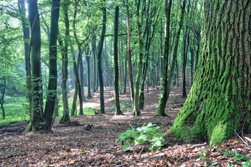 Landschaftsschutzgebiet Toutoburger Wald, Kleiner Berg