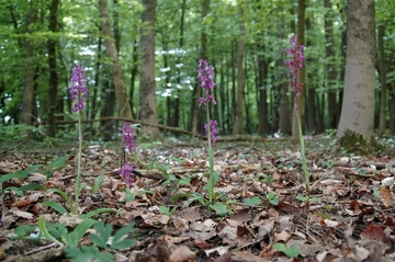 Landschaftsschutzgebiet Toutoburger Wald, Kleiner Berg