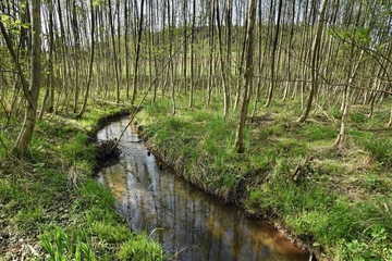 Landschaftsschutzgebiet Toutoburger Wald, Kleiner Berg
