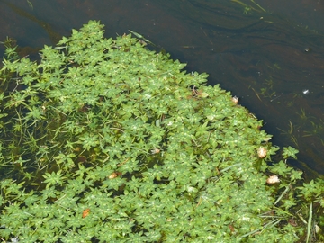 Flutende Wasservegetation