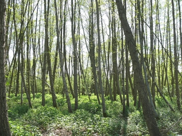 Naturnaher Laubholzbestand