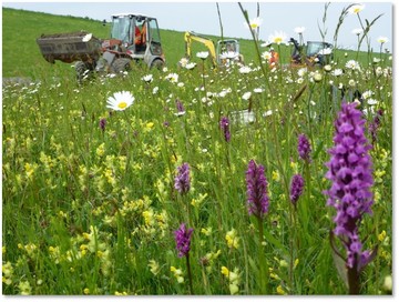 Bei den Arbeiten wurde auf eine Umsetzung im größtmöglichen Einklang mit den besonderen Bedingungen in diesem wertvollen Naturraum geachtet. Diese Orchideen konnten durch Umsiedlung gesichert werden.