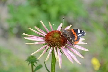 Der Admiral, ein alljährlich einwandernder Falter, saugt hier an Sonnenhut.