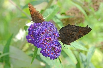 Im Schmetterlingsbeet nicht fehlen darf der Sommerflieder oder Schmetterlingsstrauch. Hier laben sich zwei Tagpfauenaugen, eines schon älter und arg zerzaust, an seinem Nektar.