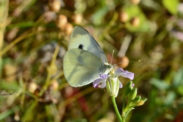Der Kleine Kohlweißlich gehört zu den häufigeren Schmetterlingsarten.