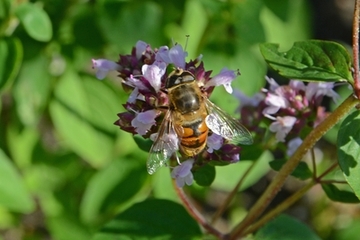 Auch andere Insektenarten wie diese Schwebfliege profitieren von Blüten und Nektar.