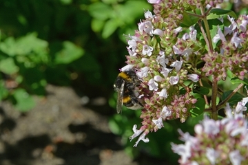 Und auch die Hummel nimmt das sommerliche Nahrungsangebot gerne in Anspruch.