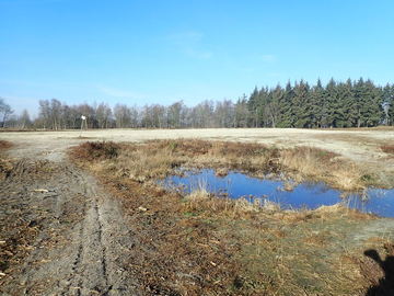 Um Knoblauchkröte und Kreuzkröte am ehemaligen Sprengplatz Zweiberge in Ostfriesland Raum zu geben, wurden die Flächen von Gehölzen beräumt. Die auf der Fläche vorhandenen Gewässer wurden zu Teilen entschlammt und neu modelliert. (Foto: Tom Kutter