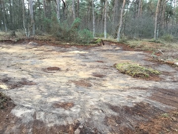 In der Itterbecker Heide im Landkreis Grafschaft Bentheim wurden Lebensraumtypen auf Binnendünen Entnahme von Gehölzen und Oberboden instandgesetzt. (Lokaler Partner: UNB Landkreis Grafschaft Bentheim, Foto Christian Kerperin)